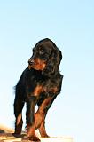 SETTER GORDON 009
